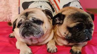 Two Boring Pugs