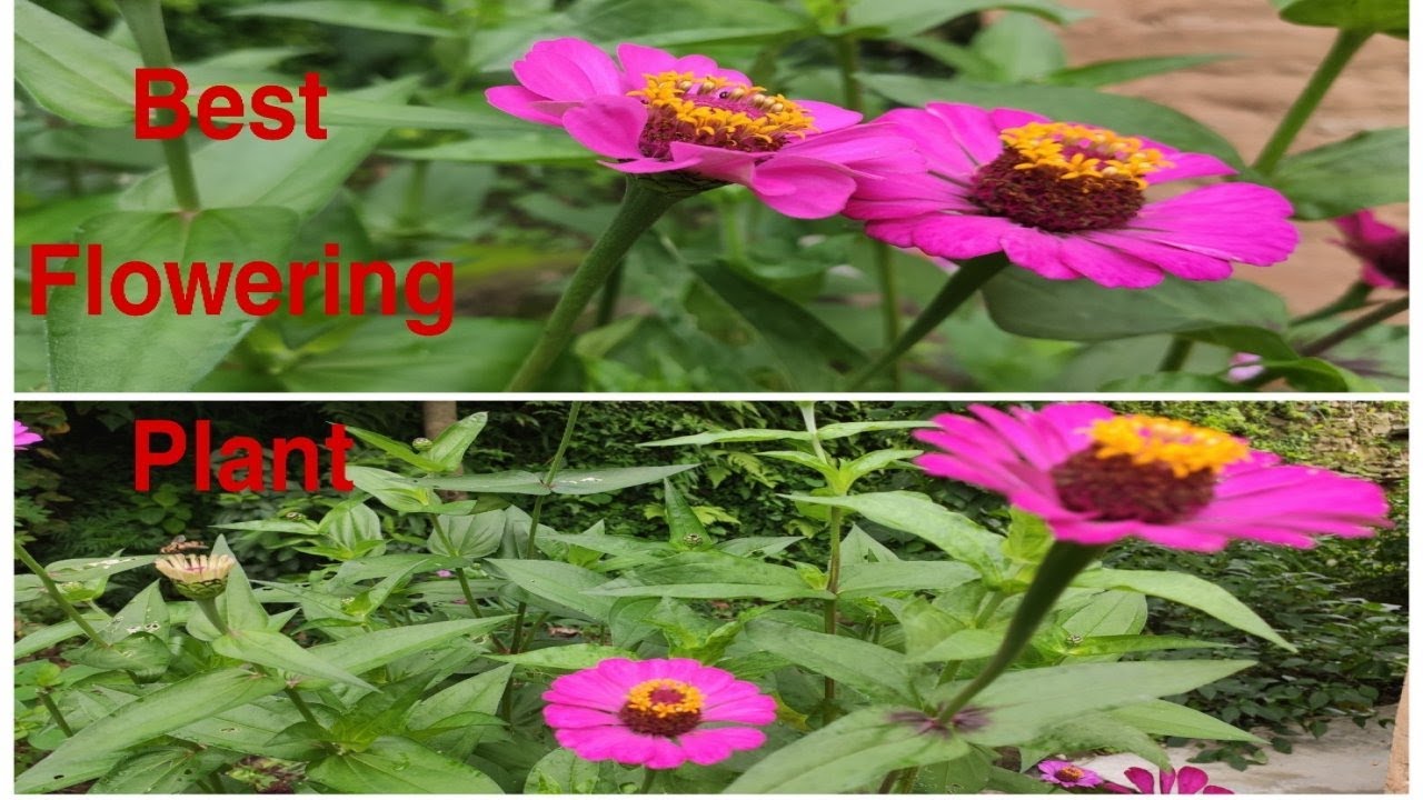 जिनिया के फूलों की देखभाल।।How to care zinnia Flower in Summar