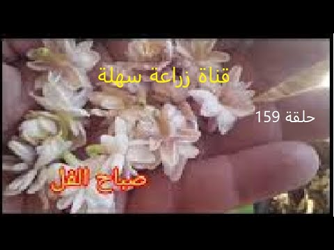 صباح الفل من قناة زراعة سهلة