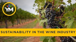 Wine industry trying to be more sustainable | Your Morning
