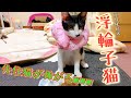 子猫にDIYエリザベスカラーを身に付けて貰ったら仰天の反応だった