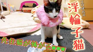 子猫にDIYエリザベスカラーを身に付けて貰ったら仰天の反応だった