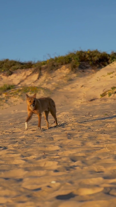 Have you ever heard the sounds that Dingo makes? Listen to this!