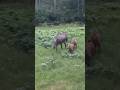 Moose in my backyard #alaska #explore #outdoors #nature #offgrid #wildlife #moose
