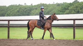 サラブレッドクラブライオン