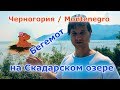 Влог: Черногория / Скадарское озеро