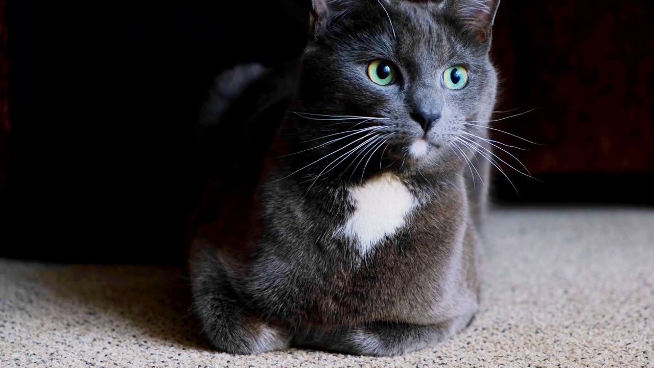 Cat Post