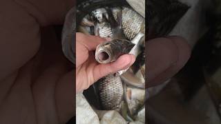 7Kg Big Fish Only 100 Rupees Live Video
