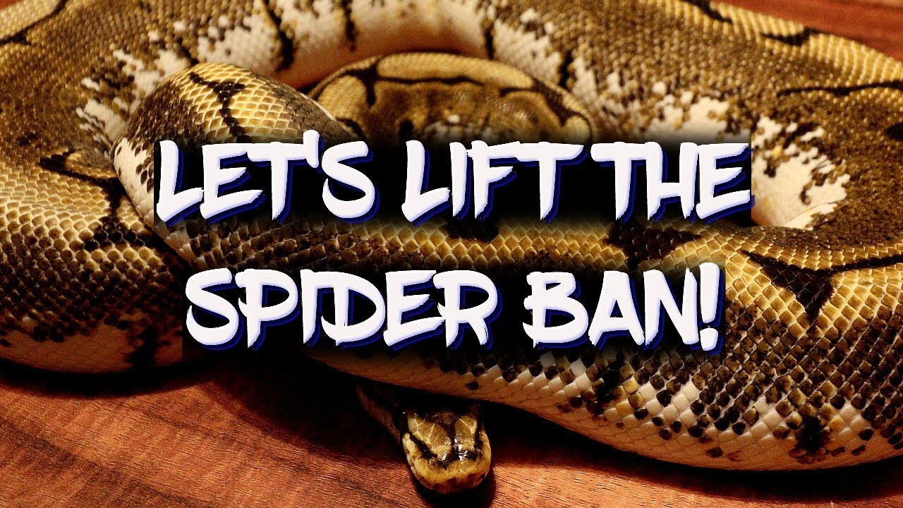 Let's lift the ball python spider ban! - YouTube
