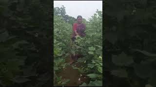 Dharni aaichi maya Songs | Shetkari Marathi Songs Status #Shetkari #viralshorts #shetakri_vichar