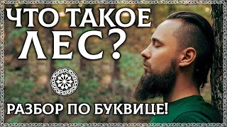 Что Такое Лес? Буквица Объяснит! Почему Лес Это Храм Природы?