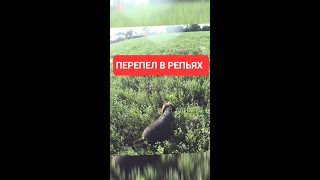 Натаска дратхаара по перепелу.Репейный бегун #дратхаар #pointingdog #huntingdog #натаскалегавых