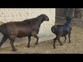 Гиссарские овцы Кыргызстан. Анвар Рустемов +77017224679(ватцап) Казахстан, Шымкент