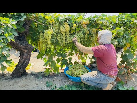 How American Farmers Produce 5,9 Million Tons Of Grapes Every Year - Grape Harvesting