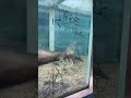 Inside The Abandoned Shark Tank #abandonedplaces #creepy #shorts