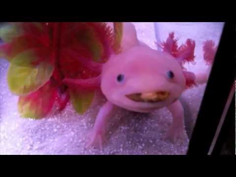 Axolotl, My little pet alien