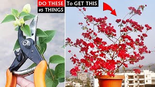 5 URGENT Things To DO On Bougainvillea NOW In MONSOON!