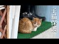 寒空の下捨てられた子猫を保護しました