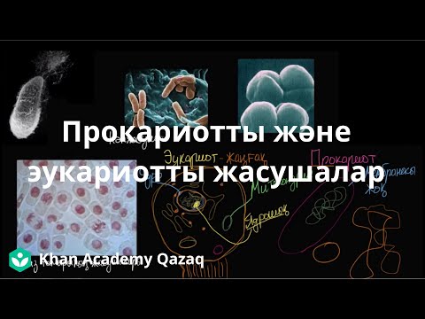 Бейне: Прокариоттық жасуша не істейді?