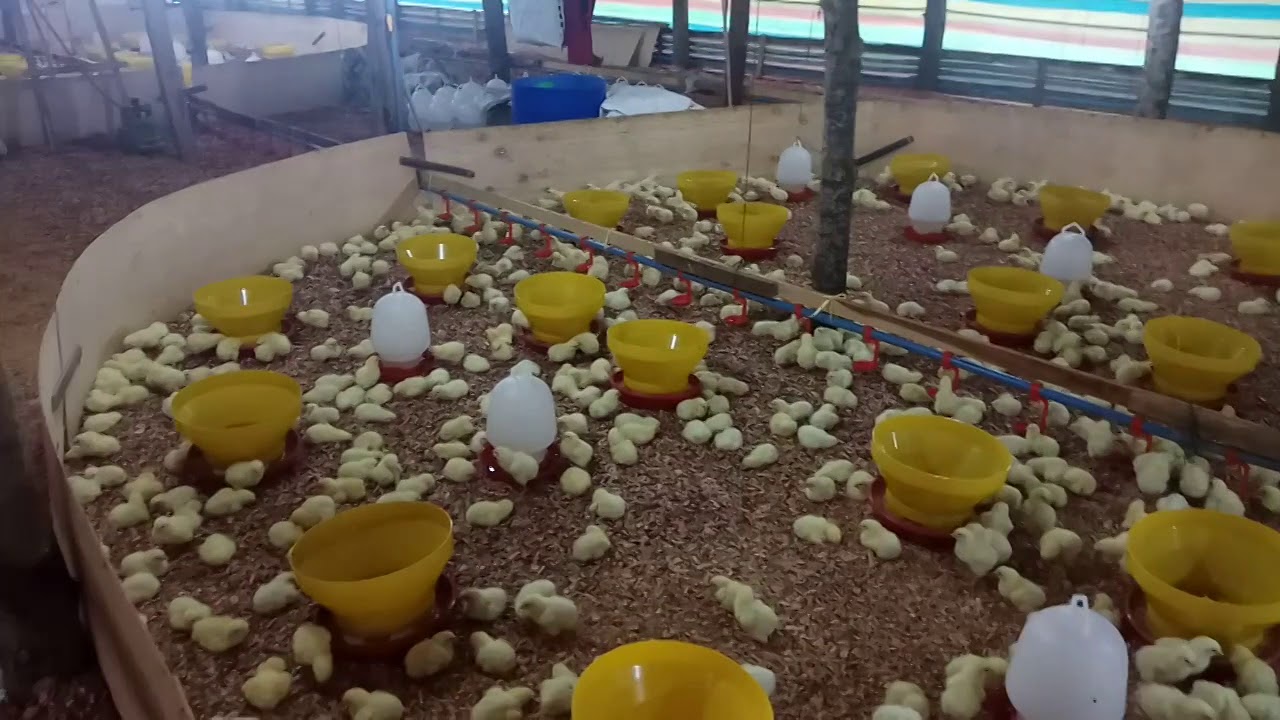 Beternak Ayam potong/boiler 
