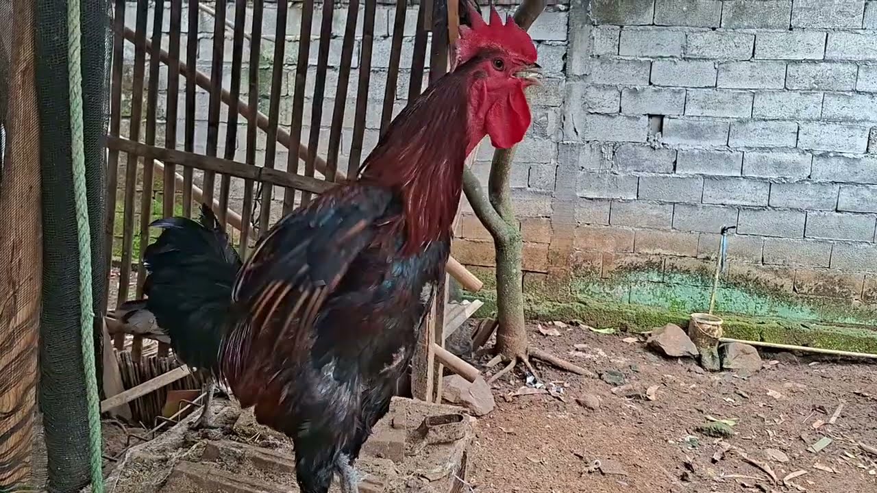 Rooster Good Morning Crowing Sound Effect 