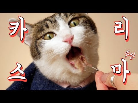 촵촵촵 고기 씹어먹는 고양이 | 카리스마(부장) I <strong>여왕벌의</strong> 심야식당