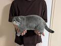 羊毛フェルトで「マヌルネコ」を作ろう！旭山動物園応援企画！