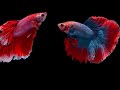 12 Hours Stunning Betta Fish with Relax Music 🐠 Relaxing Fish in Black Aquarium Mp3 Song