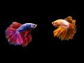 12 hours stunning betta fish with relax music  relaxing fish in black aquarium