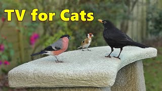 Cat TV Paradise ~ Birds of Cornwall for Cats to Watch ⭐ 8 HOURS ⭐ by Paul Dinning 8,049 views 1 month ago 8 hours