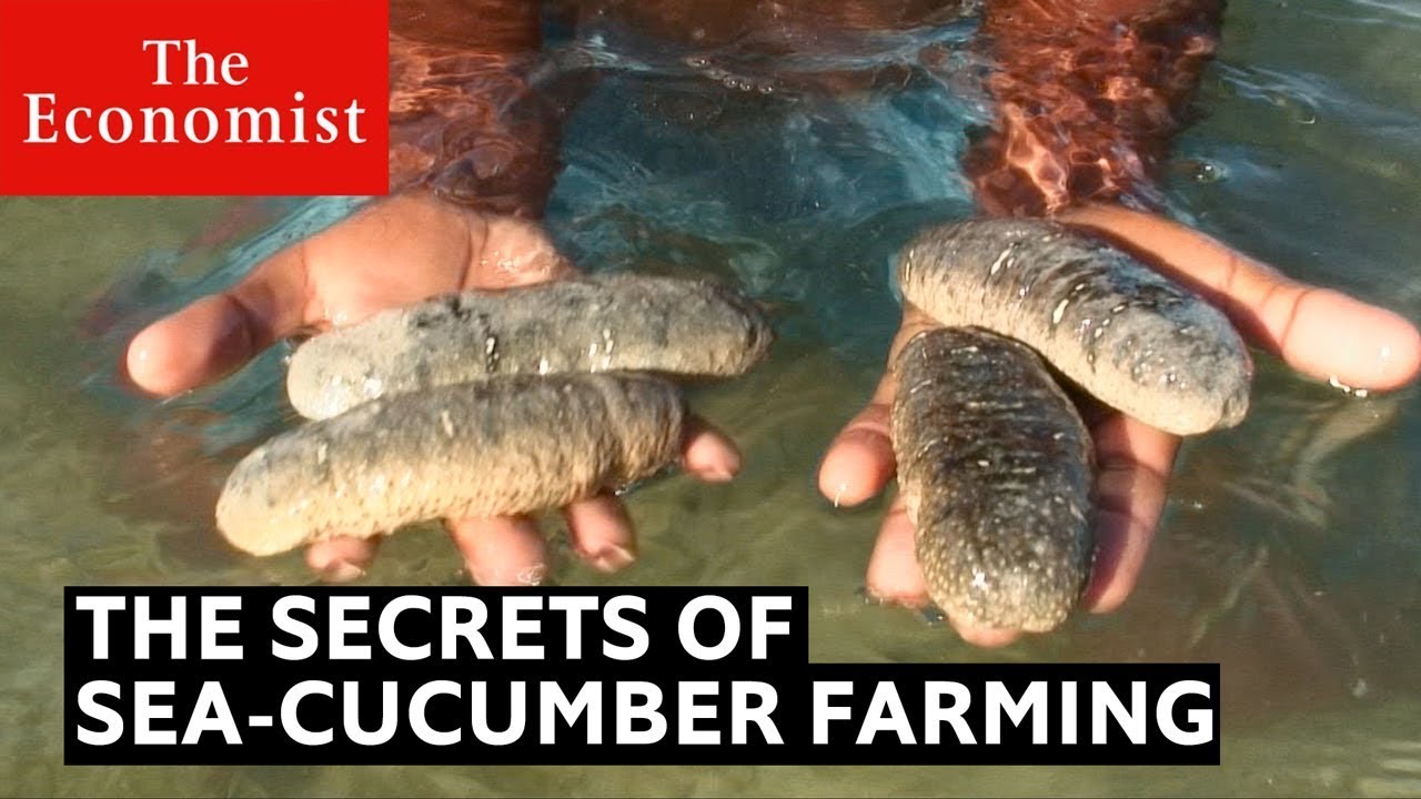How Sea Cucumbers Can Help The Ocean The Economist Youtube