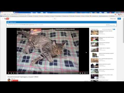 Припадки, эпилепсии у кошек из-за чего бывают? ОТВЕТ НАЙДЕН!!!