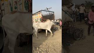 जिला ग्वालियर का बैल