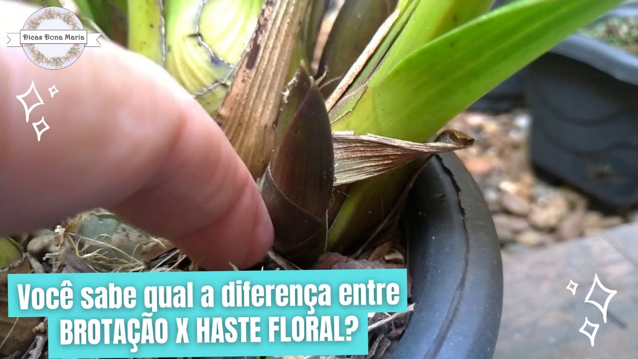 Dicas Dona Maria - Você sabe qual a diferença entre BROTAÇÃO X HASTE FLORAL?