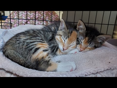grey kittens for adoption near me
