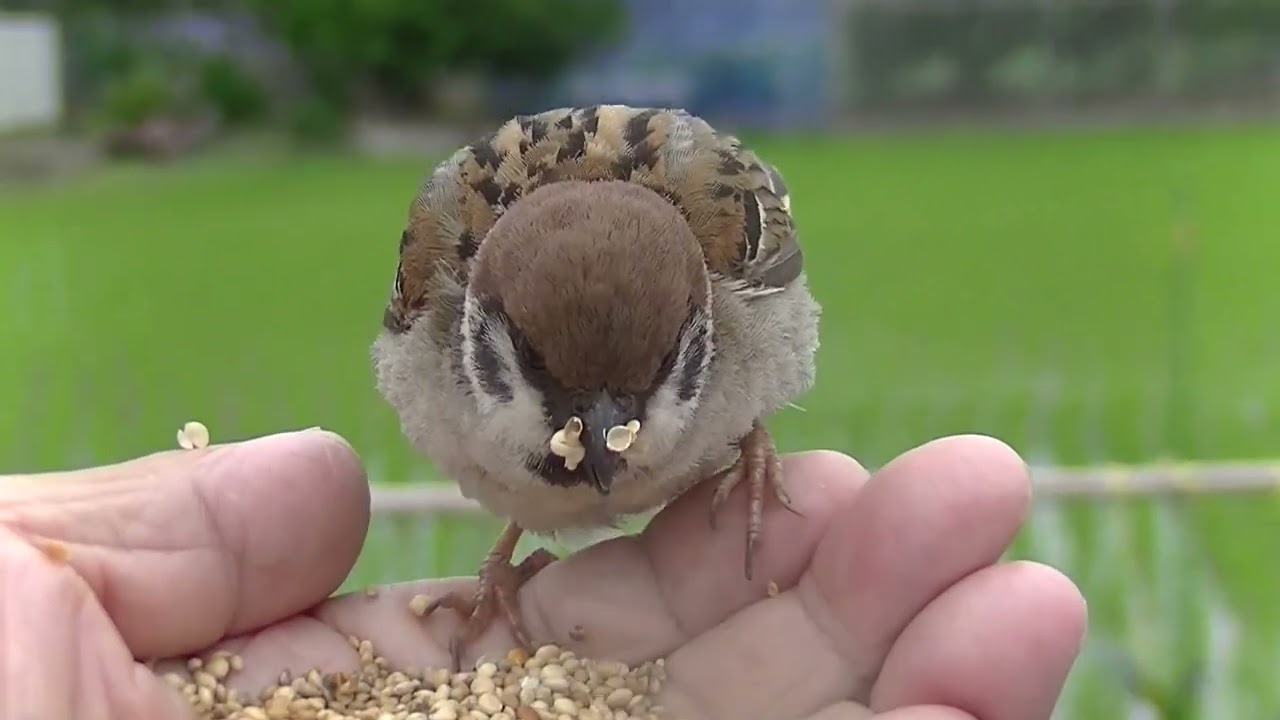 餌を貰いに手の上に飛んで来る雀 20260624 1 （行き道）