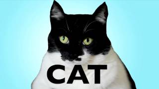 Real Housecats Model For BlogPaws News