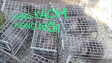 Nghề mưu sinh/ Bẫy chuột|| Đặt ở địa điểm mới dính sách không nổi@ngovanlam