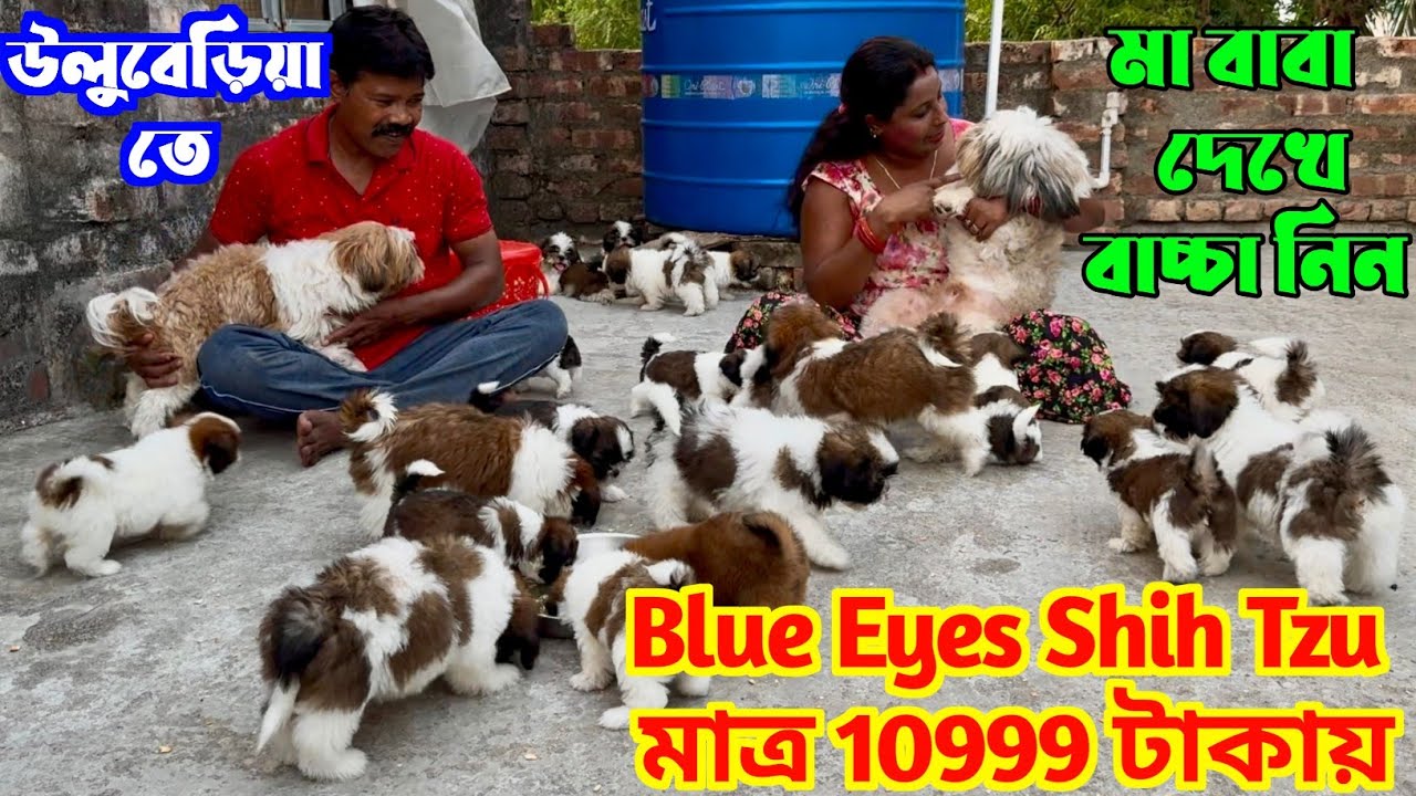 Home Breed Shih Tzu Puppies Low Price. Dog Market in Kolkata Price. Kolkata Dog Market Price.