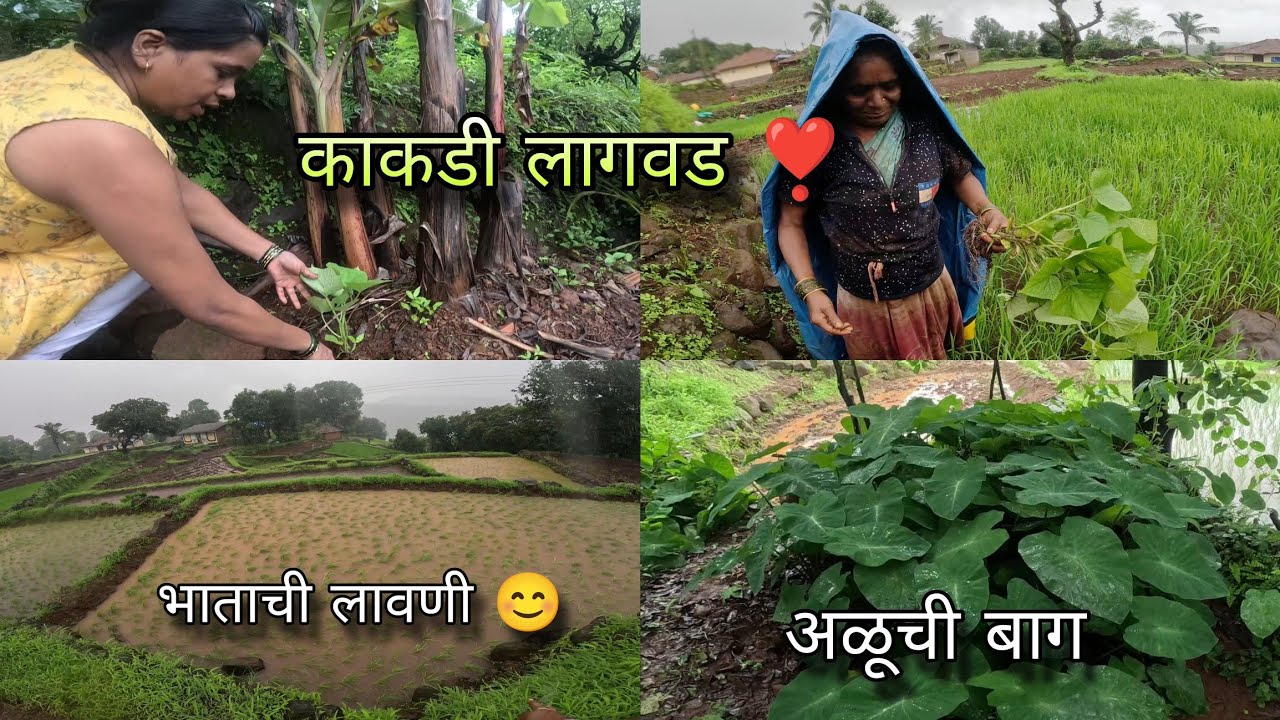 गावाकडच्या काकड्या कशा लावतात ? ताईने केली तोवशी लागवड । cucumber cultivation | Kokankar Avinash