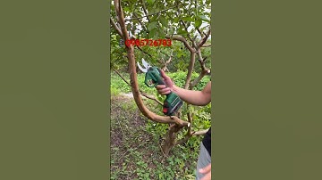 m21mcc40 -kéo cắt cành Dekton #keocatcanhdekton #keocatcanh #binhphat