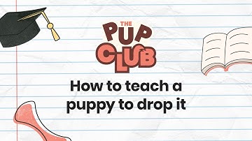 How to Teach Your Puppy to 