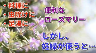 ローズマリー Youtube