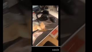 Atatv44 Icraat Anları Discord.gg.veledistan