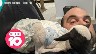 Is This The Worlds Tiniest Lamb? Studio 10