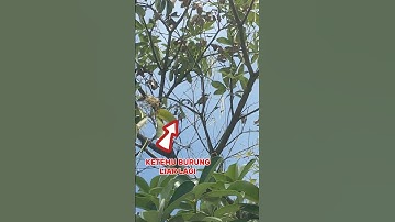 KETEMU LAGI SAMA BURUNG LIAR #viralvideo #burung #burungkicaudialamliar #burungkicau