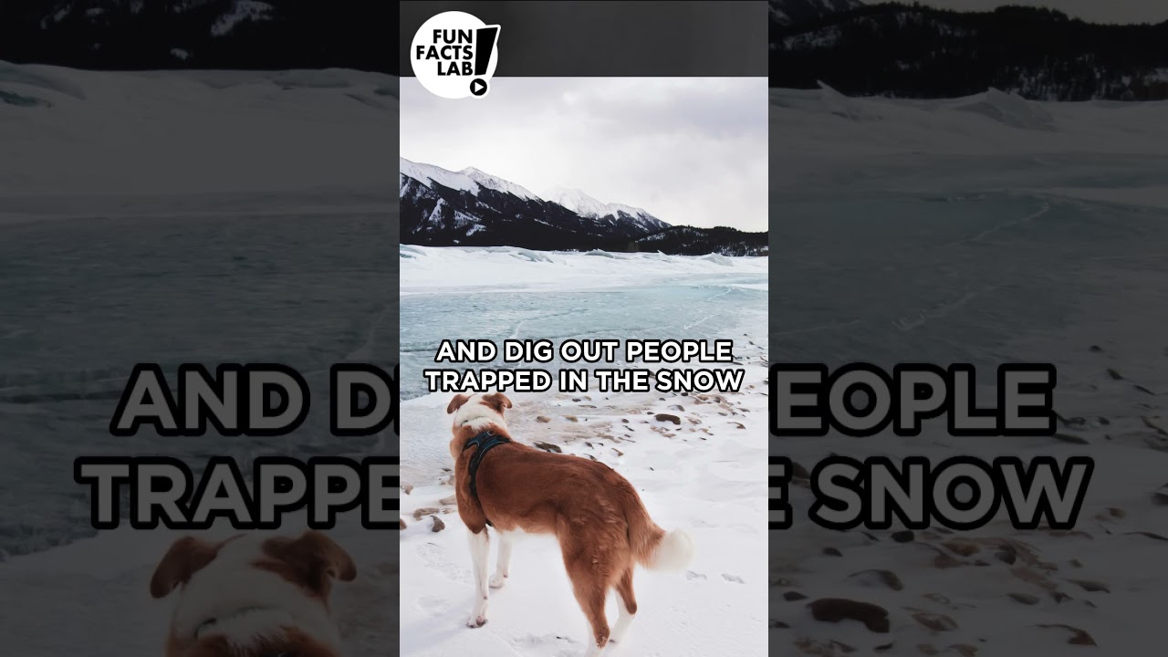 The Barkable Hero From Alps: Saint Bernard 