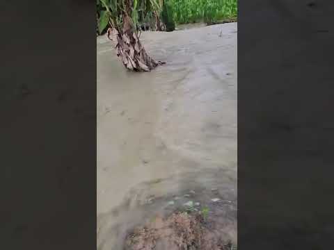 Pond water captured churning in South Trinidad as massive Venezuelan earthquakes struck