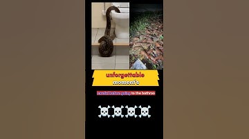 Aap Soch Bhi Nahi Sakte | Terror Of Python | ख़तरनाक सांप 🐍