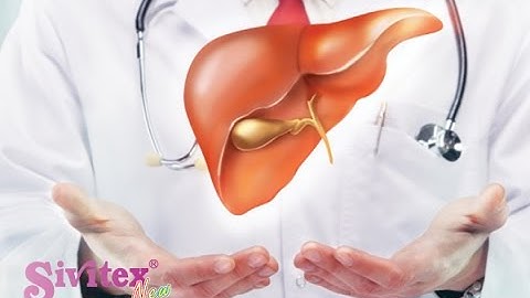 Chức năng của gan đối với cơ thể người?